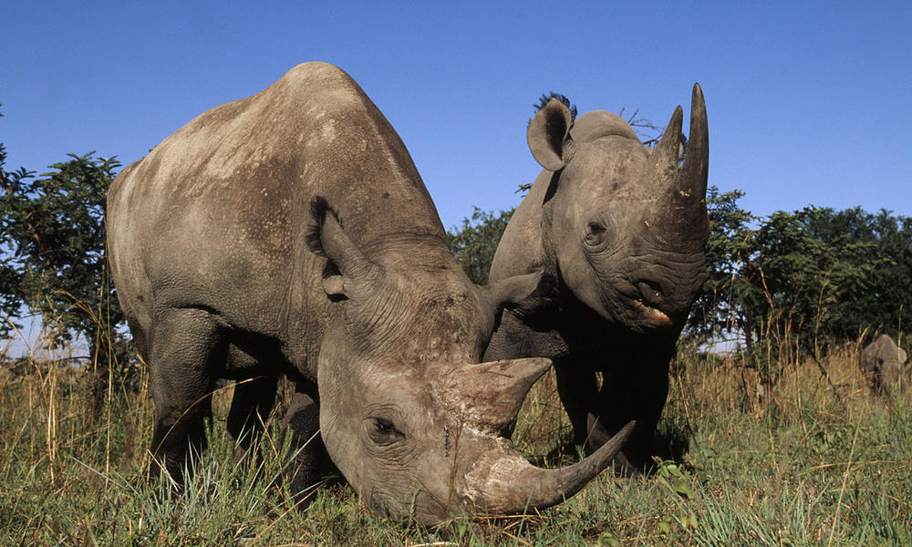 Rhinos Poached to the Brink