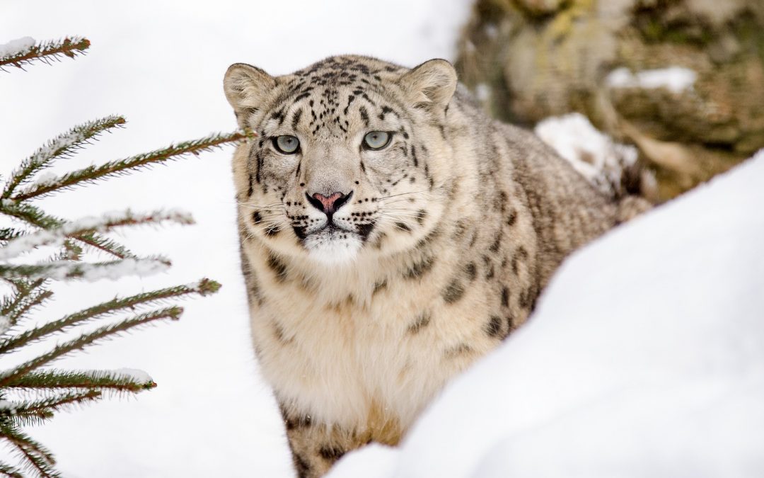 Video: Snow Leopards Tagged in Afghanistan for the First Time