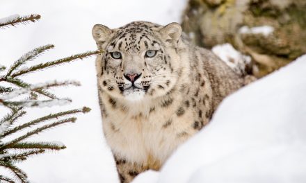Video: Snow Leopards Tagged in Afghanistan for the First Time