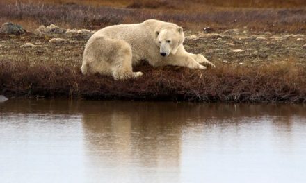 Comeback Country: A Climate-Changed Churchill?