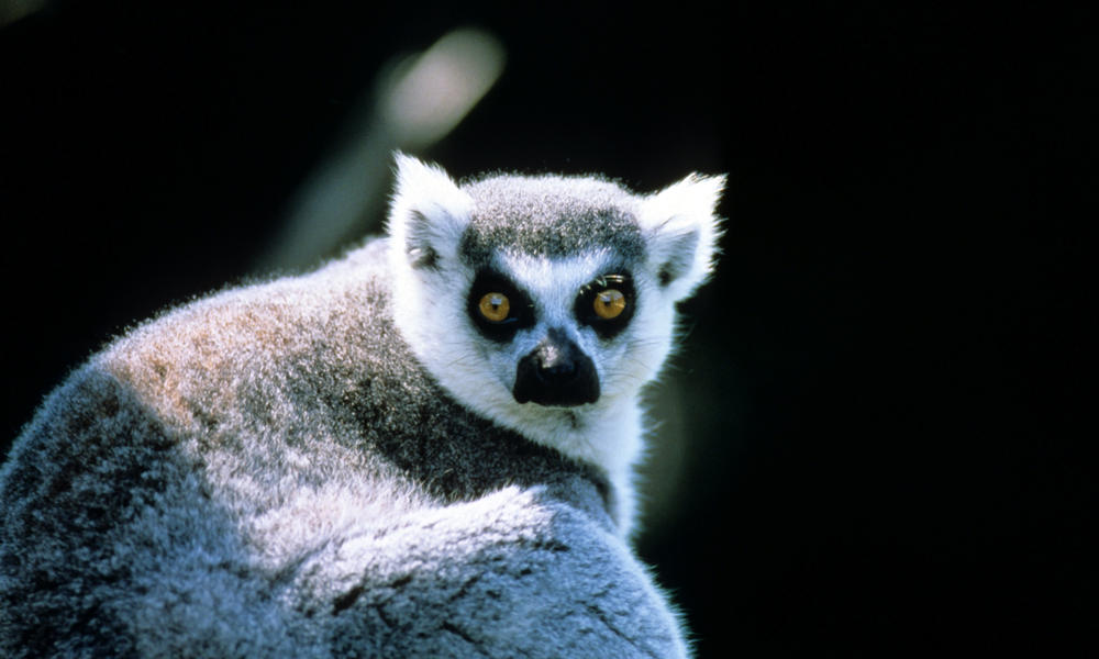 Endangered and Endemic: The Fragile Wonders of Madagascar