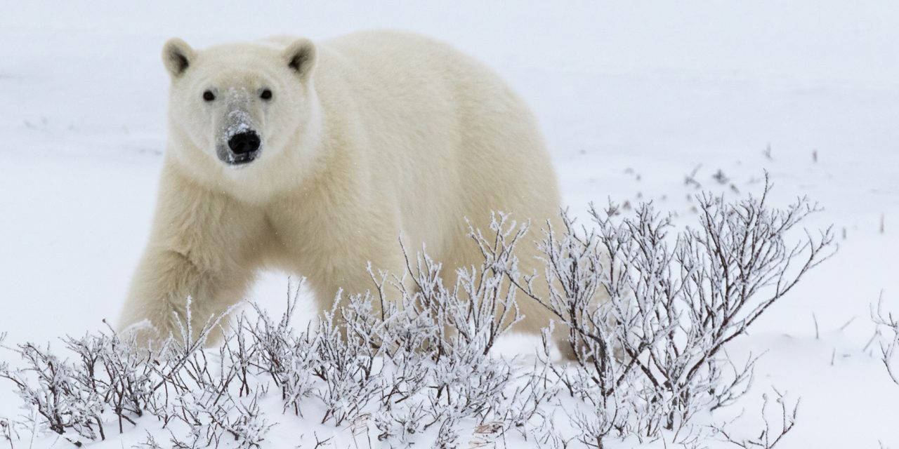 Announcing Our 2024 Polar Bear Scholarship Grant