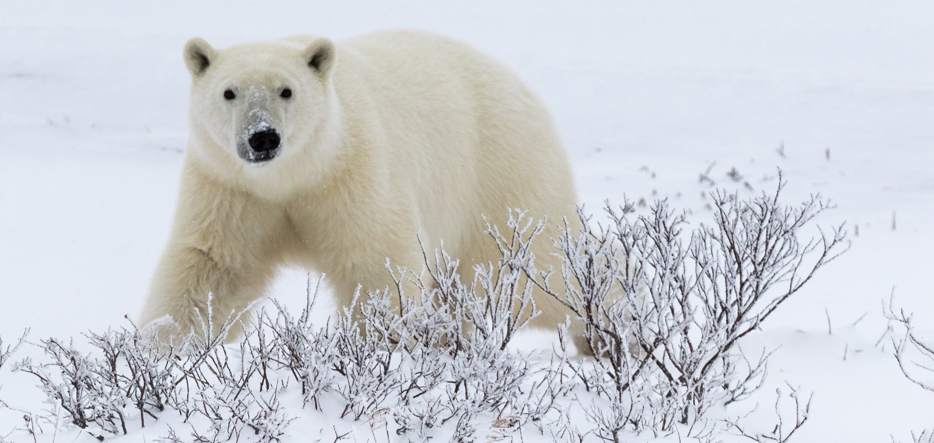 Polar bear in the snow in Churchill, Manitoba, Canada