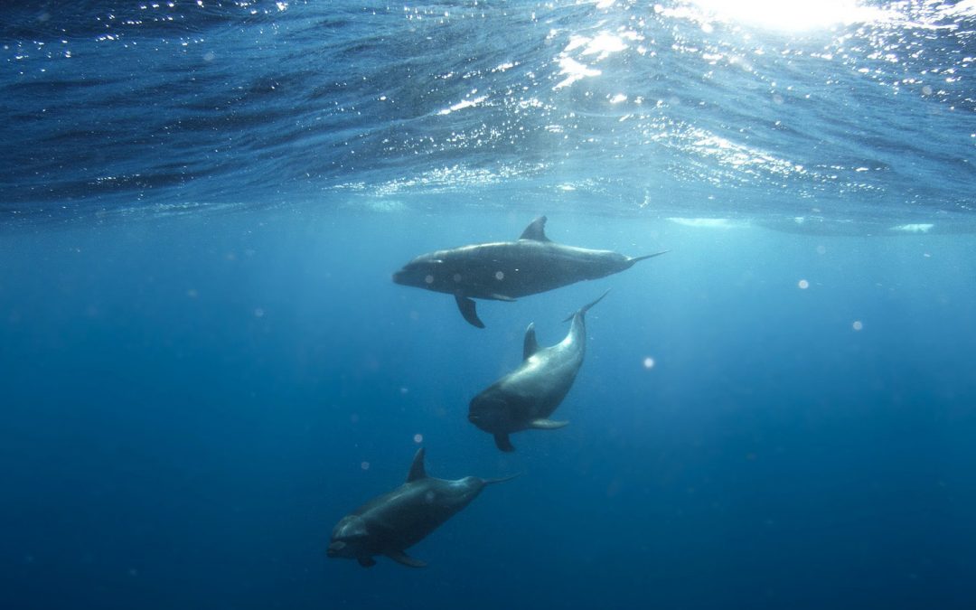 U.S. Navy Dolphin Identifies “Hostile Swimmer”