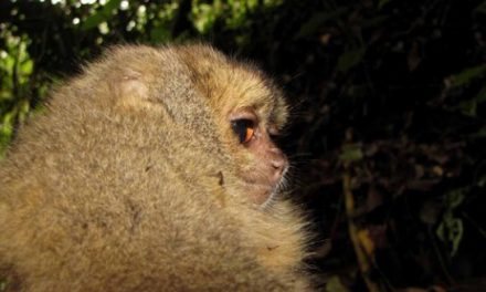 Eight New Mammals Discovered in Peru’s Cloud Forest