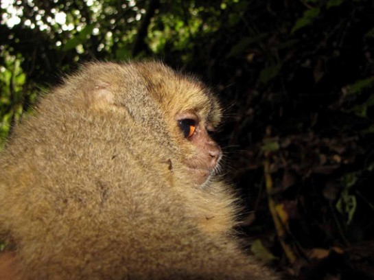 Eight New Mammals Discovered in Peru’s Cloud Forest
