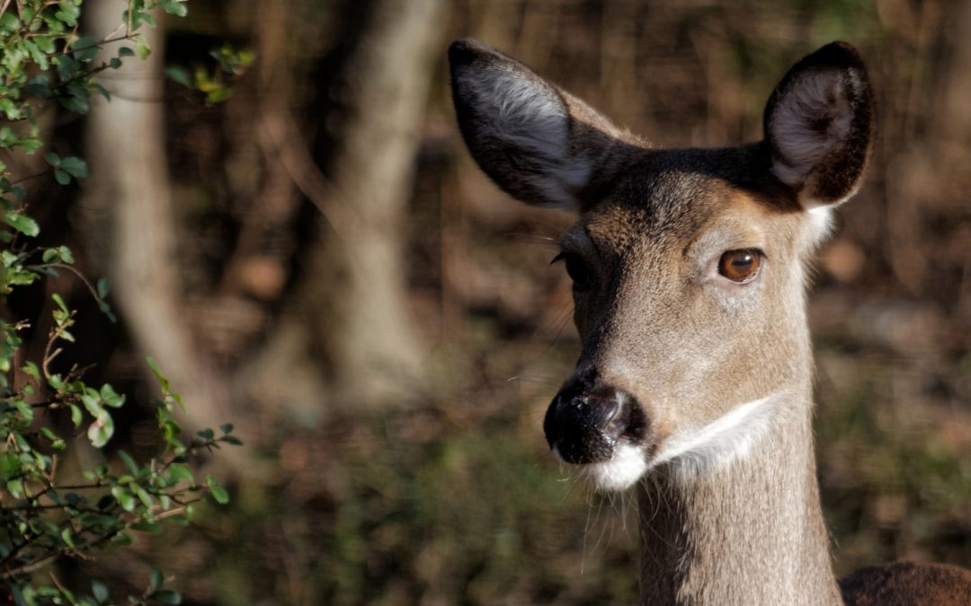 Video: Defining The Wilderness Act