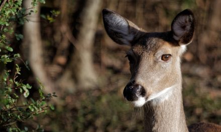 Video: Defining The Wilderness Act