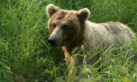 “Geography of Hope”: The Wilderness Act Turns 50 in 2014