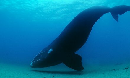 Video: The Right Whale Encounter