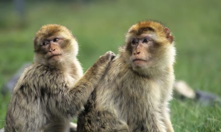 The Places You’ll Go: Ifrane National Park