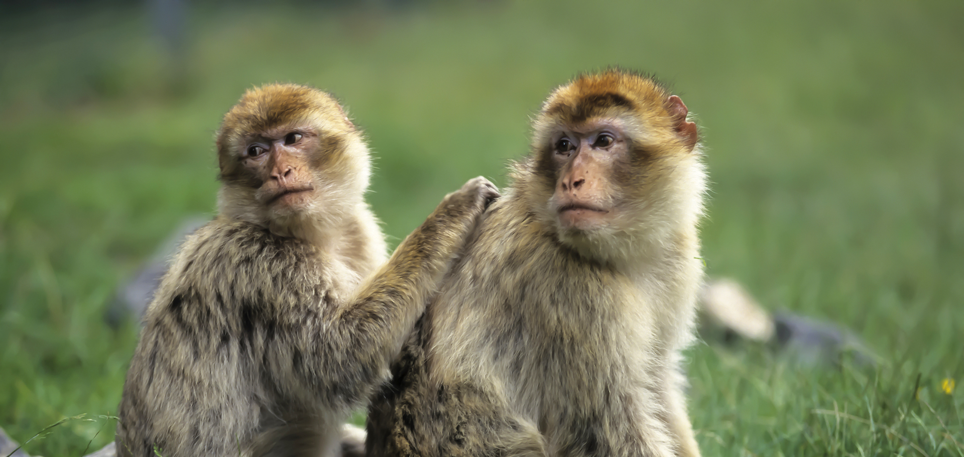 Barbary macaque (Macaca sylvanus),Magot native to Morocco, Algeria and Gibraltar