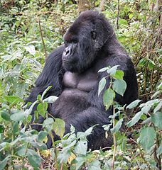 Calling on Mountain Gorillas