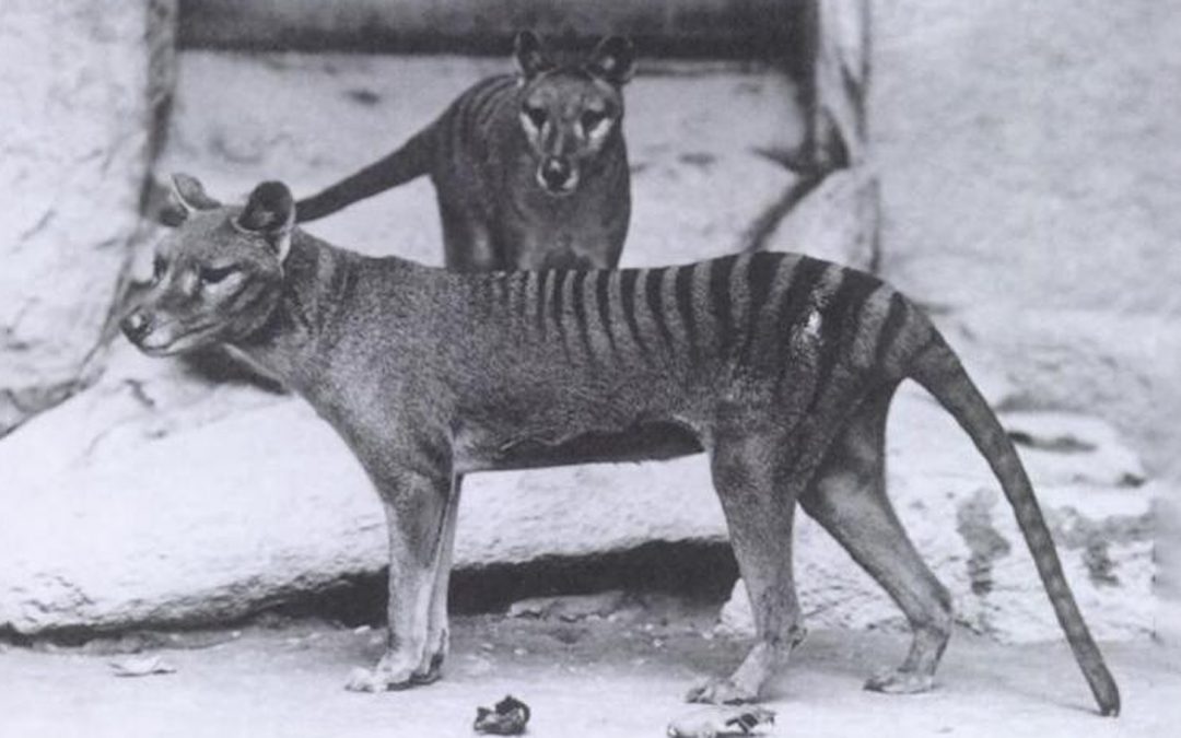 Video: The Last Tasmanian Tiger