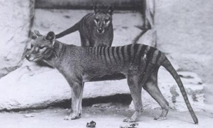 Video: The Last Tasmanian Tiger