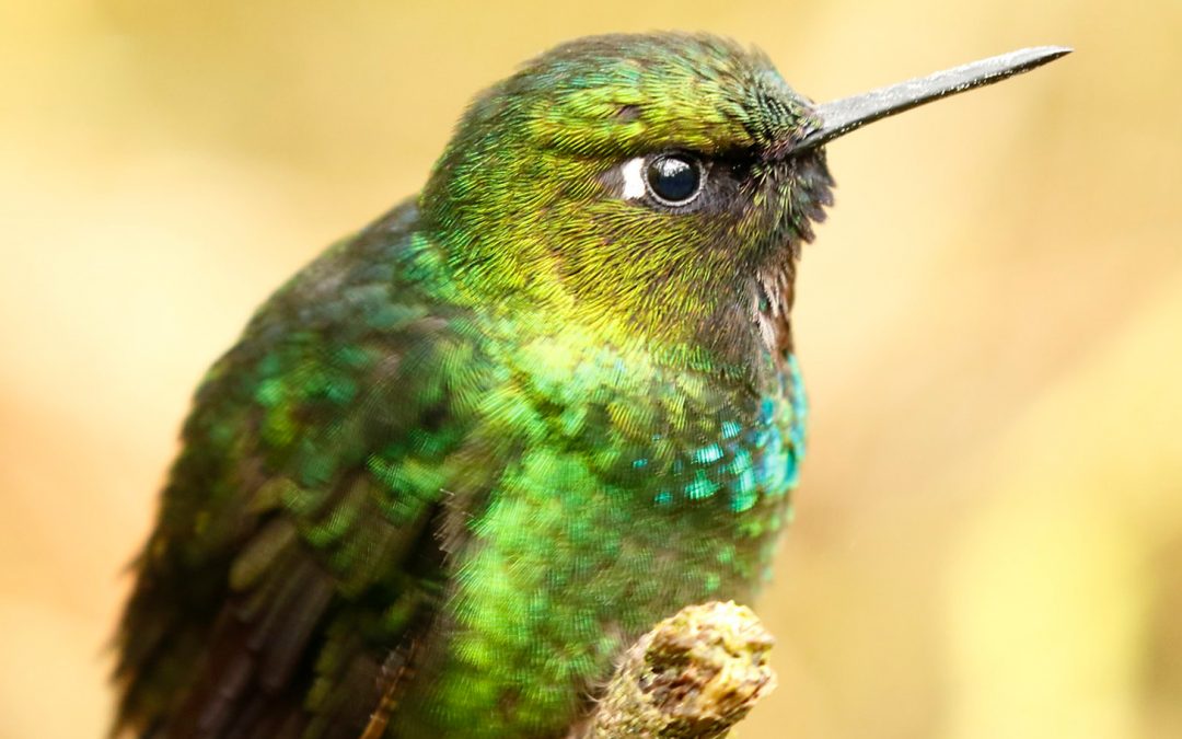 And to All a Good Night: The Snoring Hummingbird