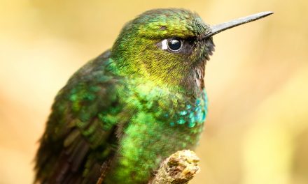 And to All a Good Night: The Snoring Hummingbird