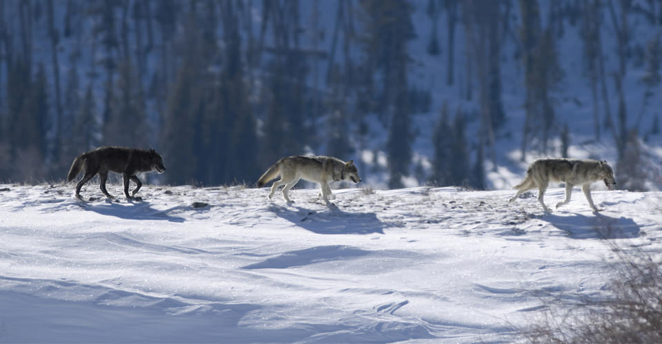 Juggling Wolves in the Rockies