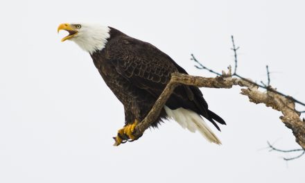 Urban Animals: Wildlife Is Adapting to City Life