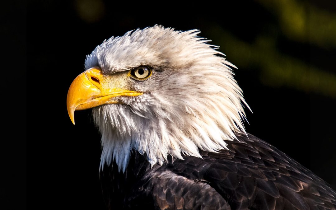 Bald Eagle Gets a New Beak