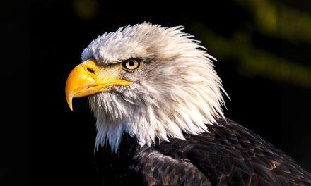 Bald Eagle Gets a New Beak