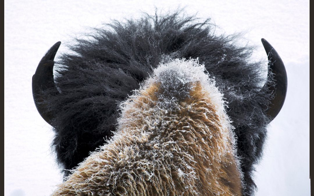 Rewilding: Reintroducing Wild Wood Bison to Alaska