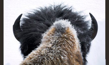 Rewilding: Reintroducing Wild Wood Bison to Alaska