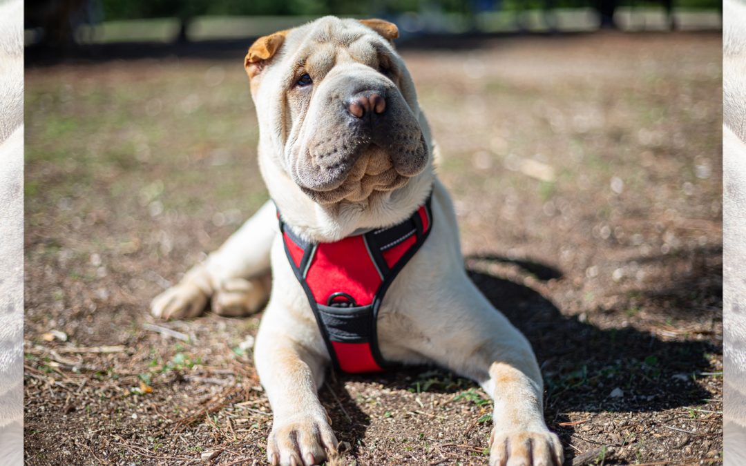 Puddle Jumper—But Not of the Aircraft Kind