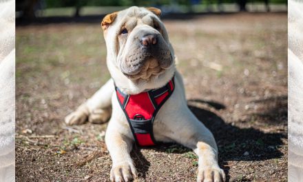 Puddle Jumper—But Not of the Aircraft Kind