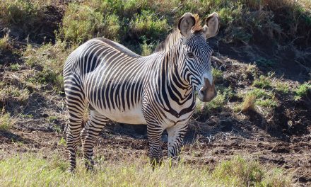 Could New Animal ID Software Aid in Conservation Efforts?