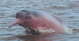 Freshwater Dolphins Surface on the Amazon