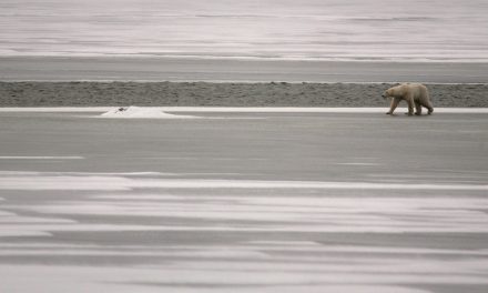International Polar Bear Day in February