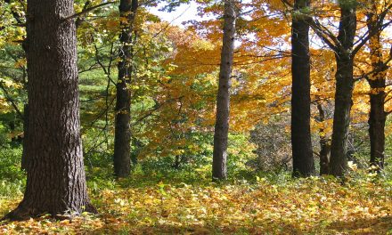 Nature’s New Health Benefit: the Soft Fascination of Trees