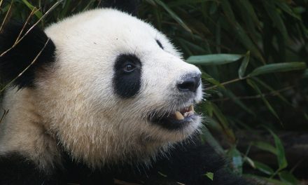 Rare Video Footage of Wild Pandas