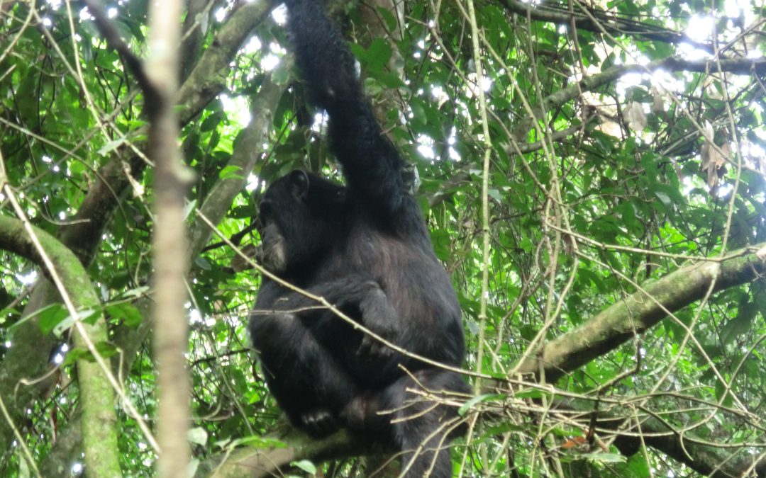 Visiting Uganda's Mountain Gorillas