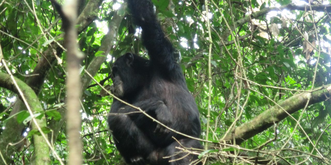 Visiting Uganda's Mountain Gorillas