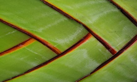 Amazon Trees: Carbon Holders or Releasers?