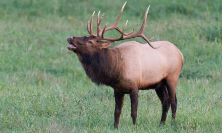 Videos: Elk Win “Best of Show” at the International Wildlife Film Festival