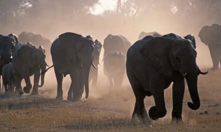CITES: Can a Crackdown on Wildlife Crime Wait Another Year?