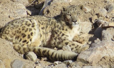 New Video of a Rare Snow Leopard