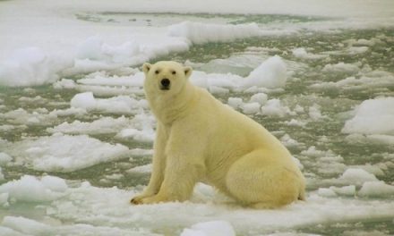 Breaking News: Bad Week for Polar Bears