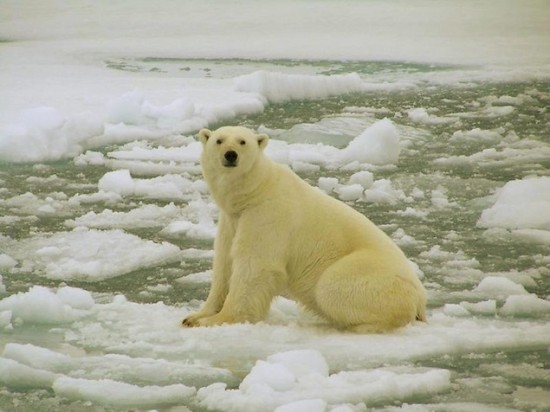 Breaking News: Bad Week for Polar Bears