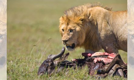 Are Fences the Last, Best Hope for African Lions?