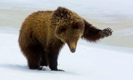 Are Grizzlies Losing Federal Protections Too Soon?