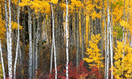 Reviving Extinct Animals: a Tool for Fighting Global Warming?