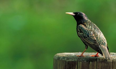 Video: Starling Murmuration Captured on Film in France