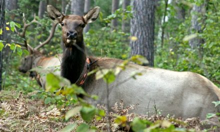 Traditional Tracking vs. Electronic Surveillance: Has Wildlife Research Become Too High-Tech?