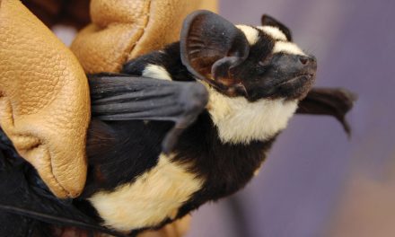 “Badger” Bat Recently Rediscovered