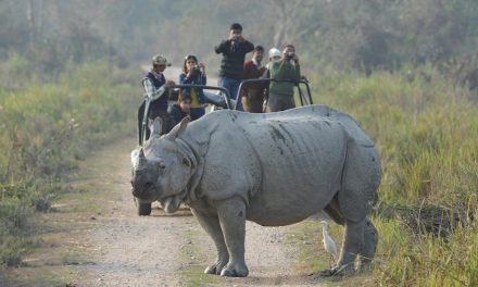 Indian Rhino Numbers Are Up, But Will Preserves Ultimately Help Poachers?