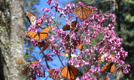 Flight of the Butterflies